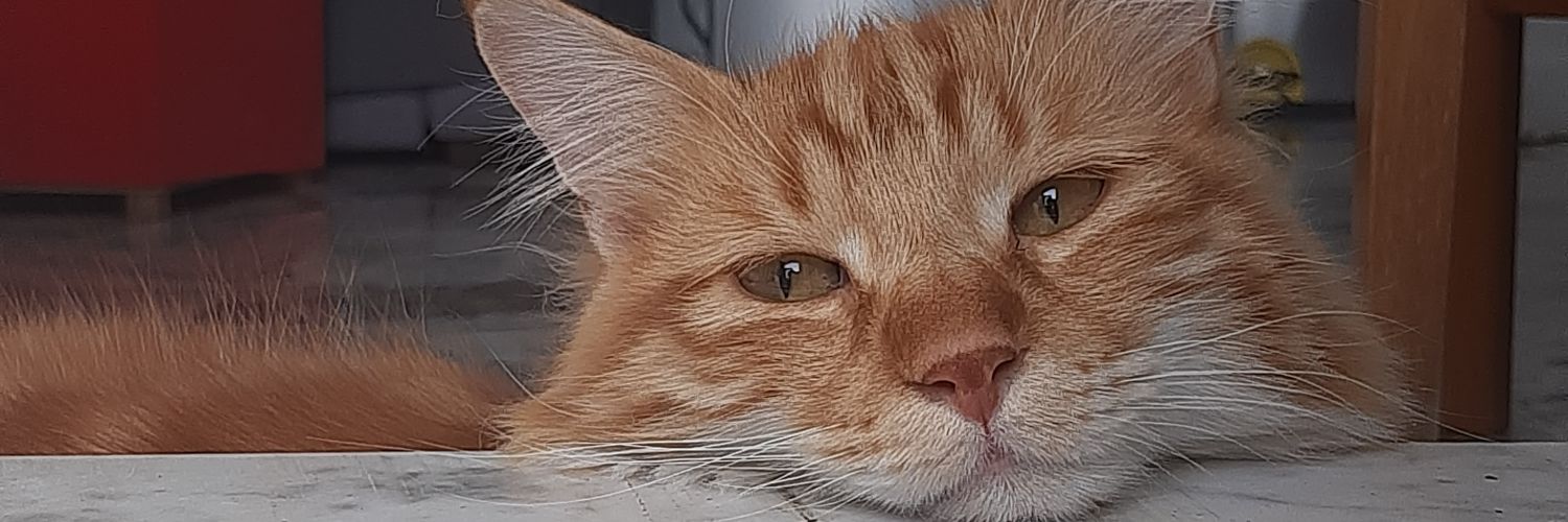 equuscavallo's profile banner image