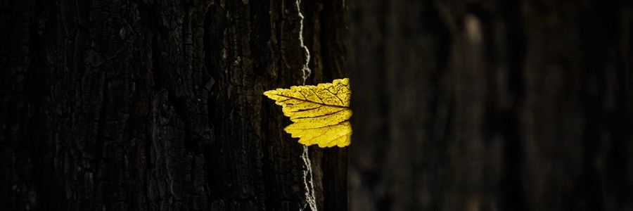 nimamhp's profile banner image