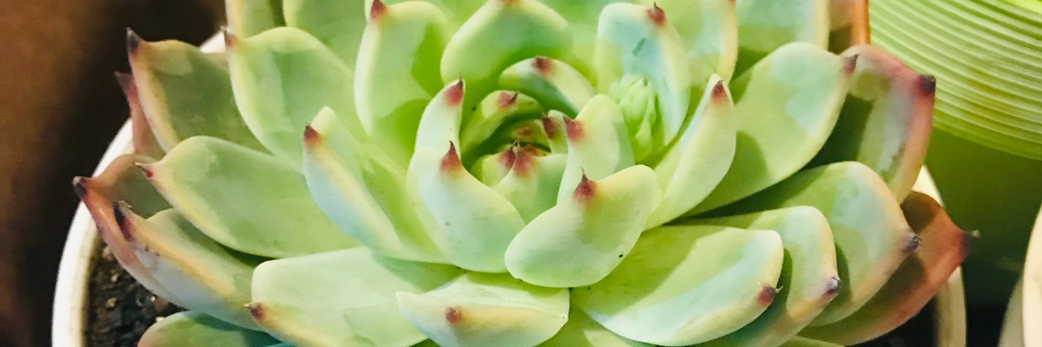 maluzosa's profile banner image