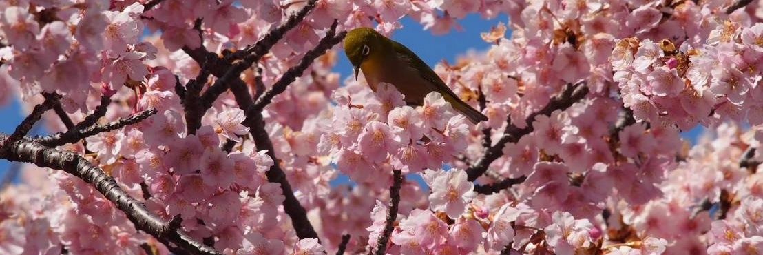 井川実(みのるん)🌻💛@京都 banner