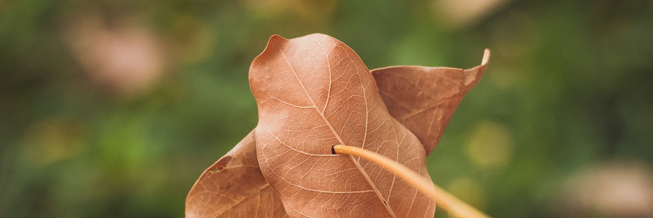 canabeyon's profile banner image