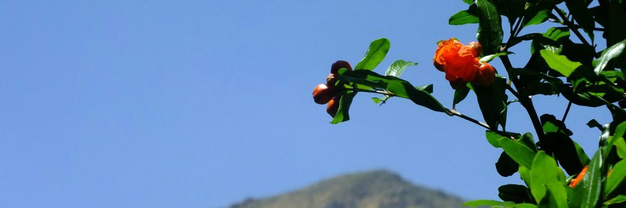 Badri Sharifian banner