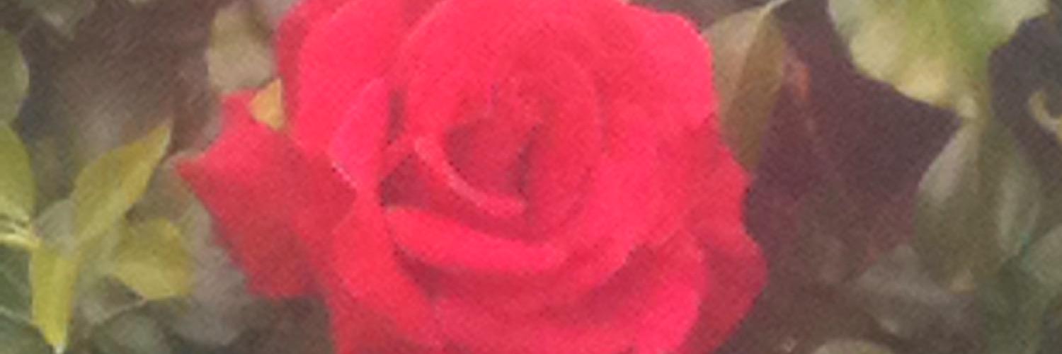 SOI_Aileen's profile banner image