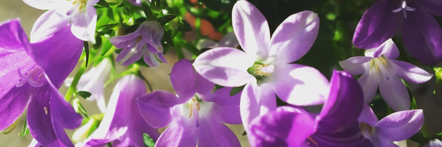 HowToNatureChat's profile banner image