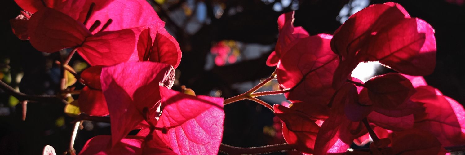 luciac83's profile banner image