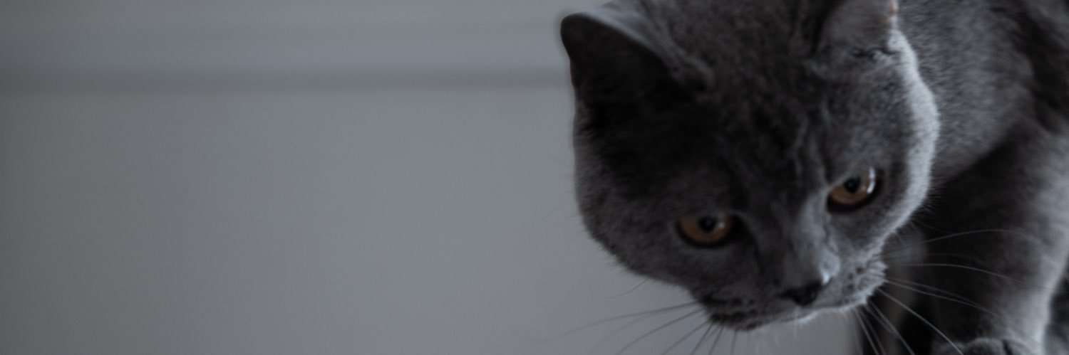 ridokitune's profile banner image
