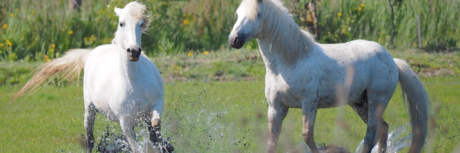 Stephen Brain banner
