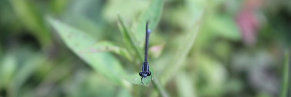 berasymbionts Profile Banner