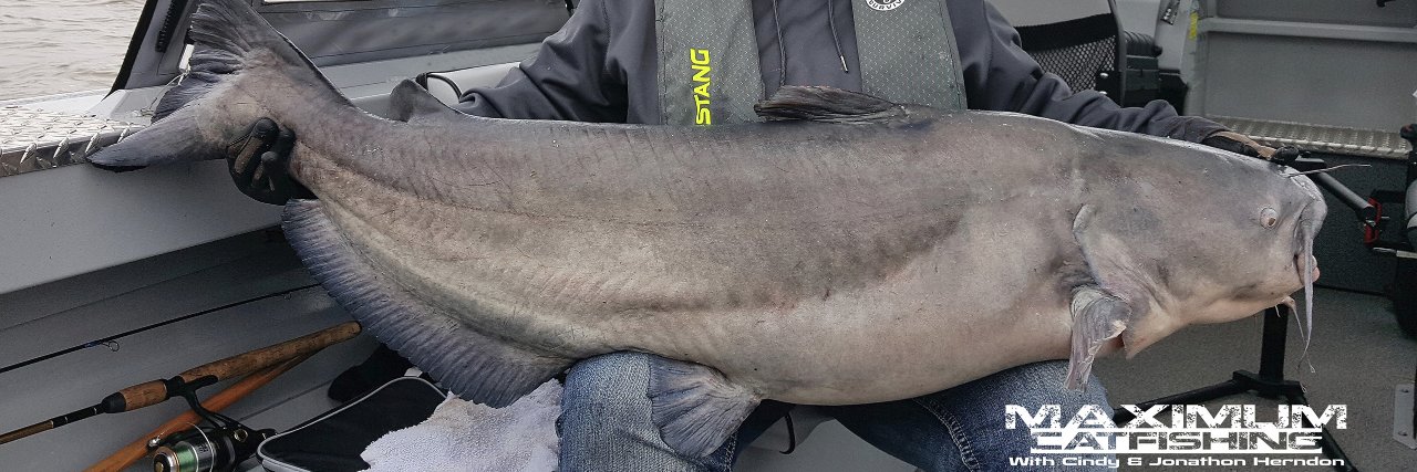 Maximum Catfishing banner