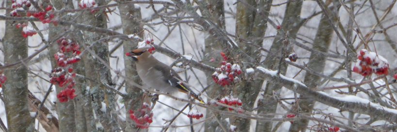 Sarah Kardash 🇵🇸 banner