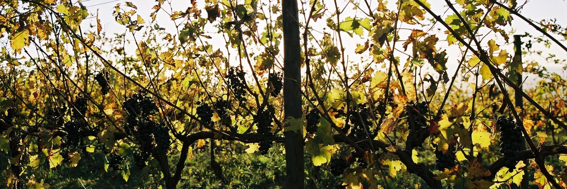 catalanwinesusa's profile banner image