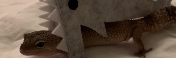 yourkreme's profile banner image