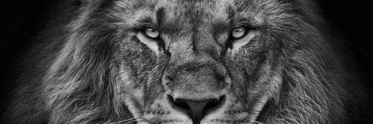 oliveira_caio71's profile banner image