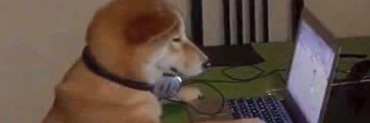 squirtle do pix banner