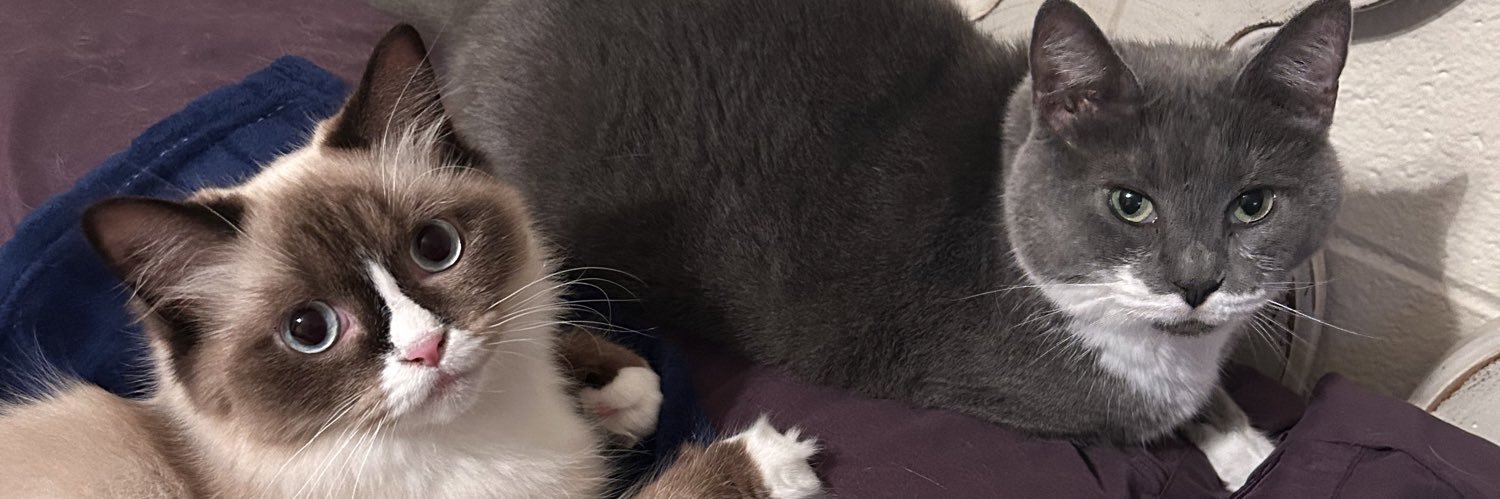 plagueboybunny's profile banner image