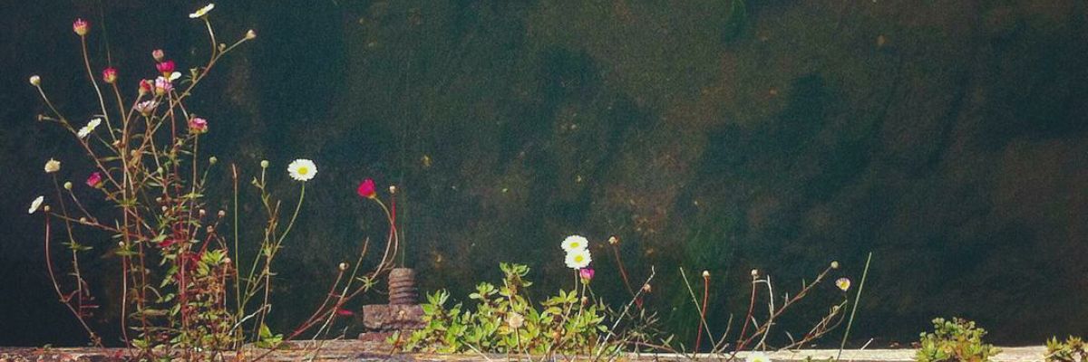 rayya_ali's profile banner image