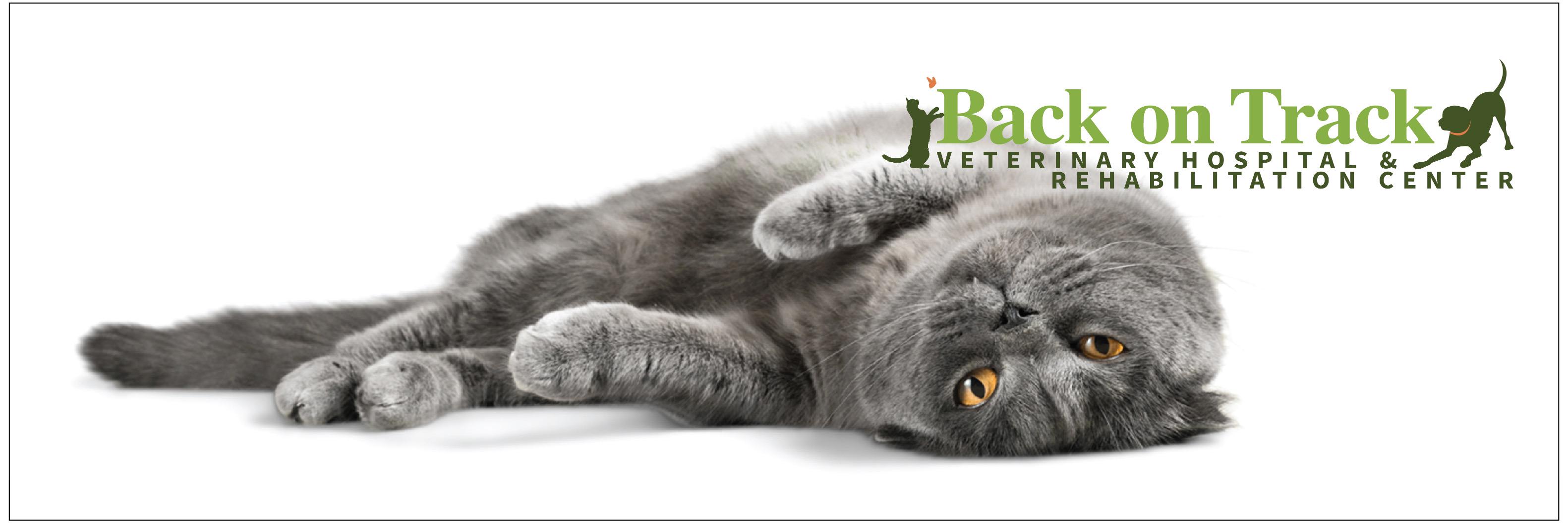 BackOnTrackVet's profile banner image