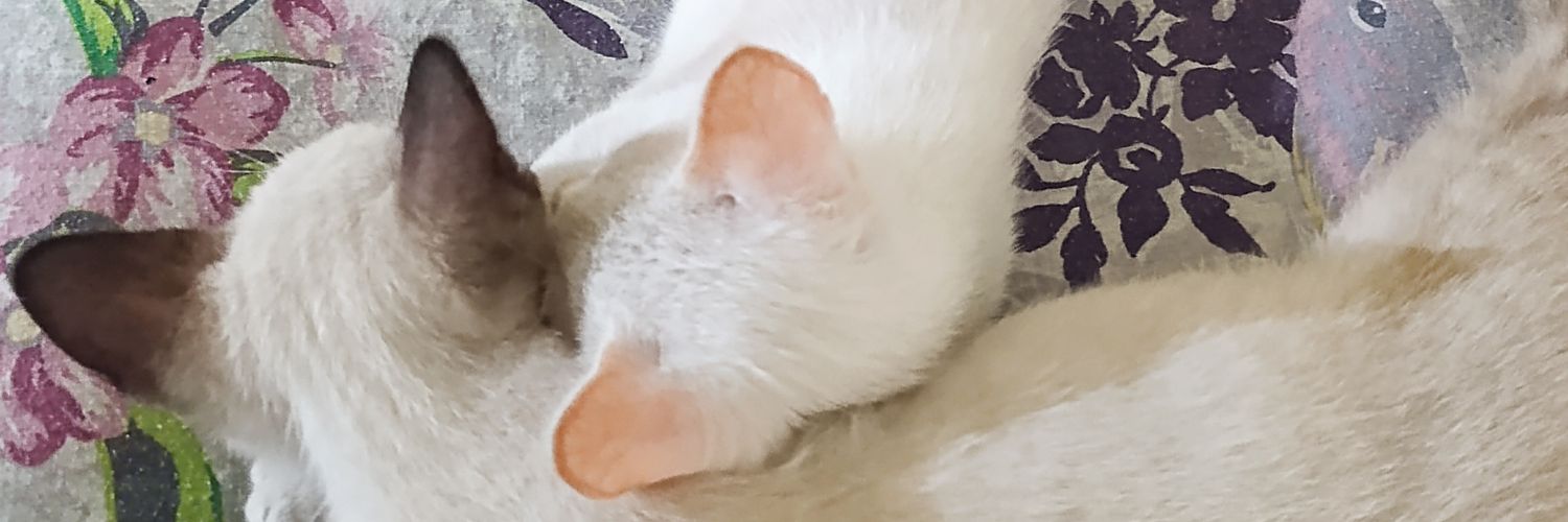 moonbaelin's profile banner image