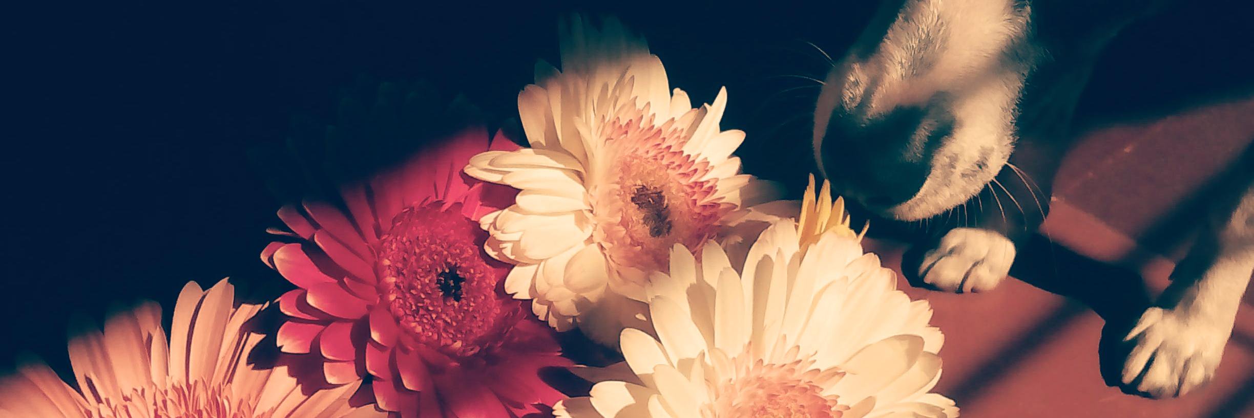 LiliCazPer's profile banner image