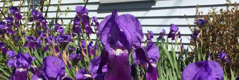 PlantDocEllie's profile banner image