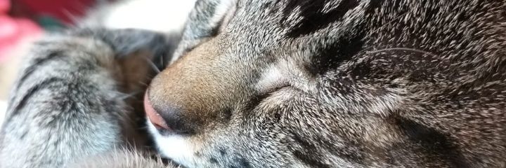 QuesadaCari's profile banner image