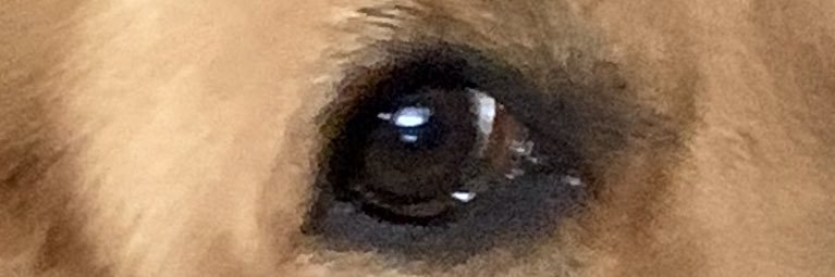 OzzMongo banner