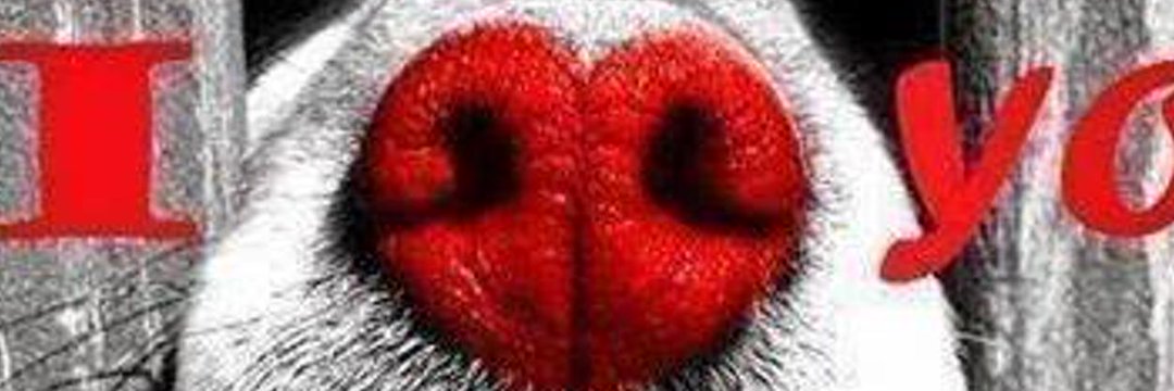 indian_vale's profile banner image