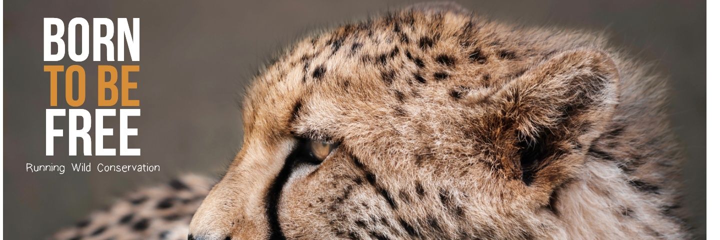 runningwildcats's profile banner image