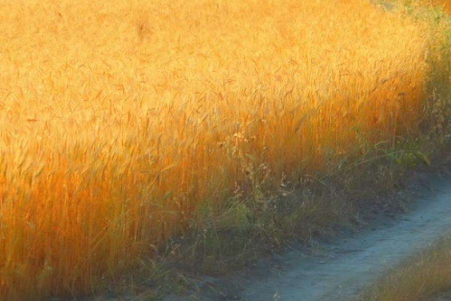 fushynopob's profile banner image