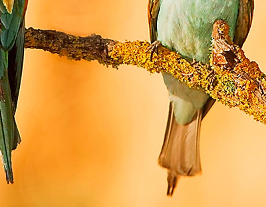 upplinemu's profile banner image