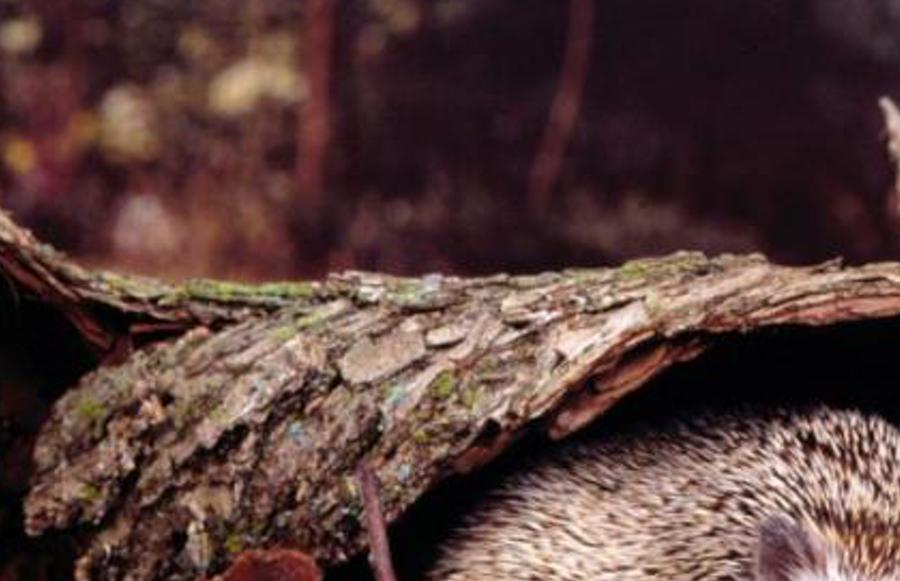nglachur's profile banner image