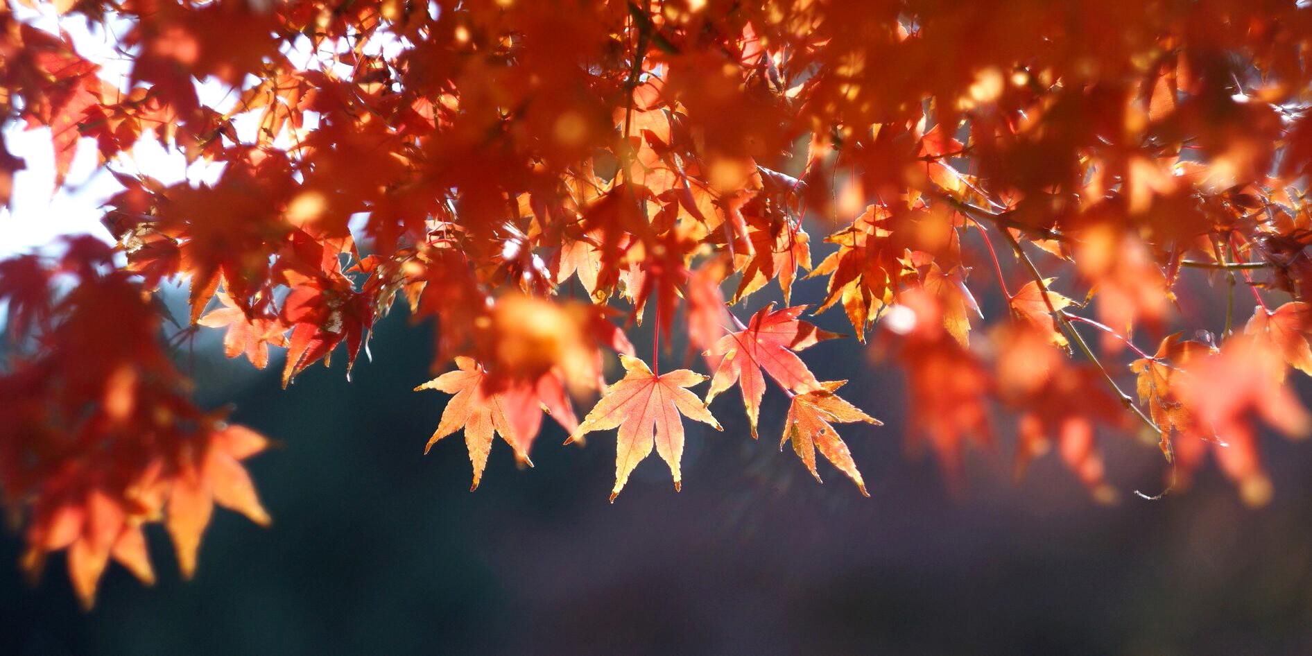 ipek_demirdoven's profile banner image