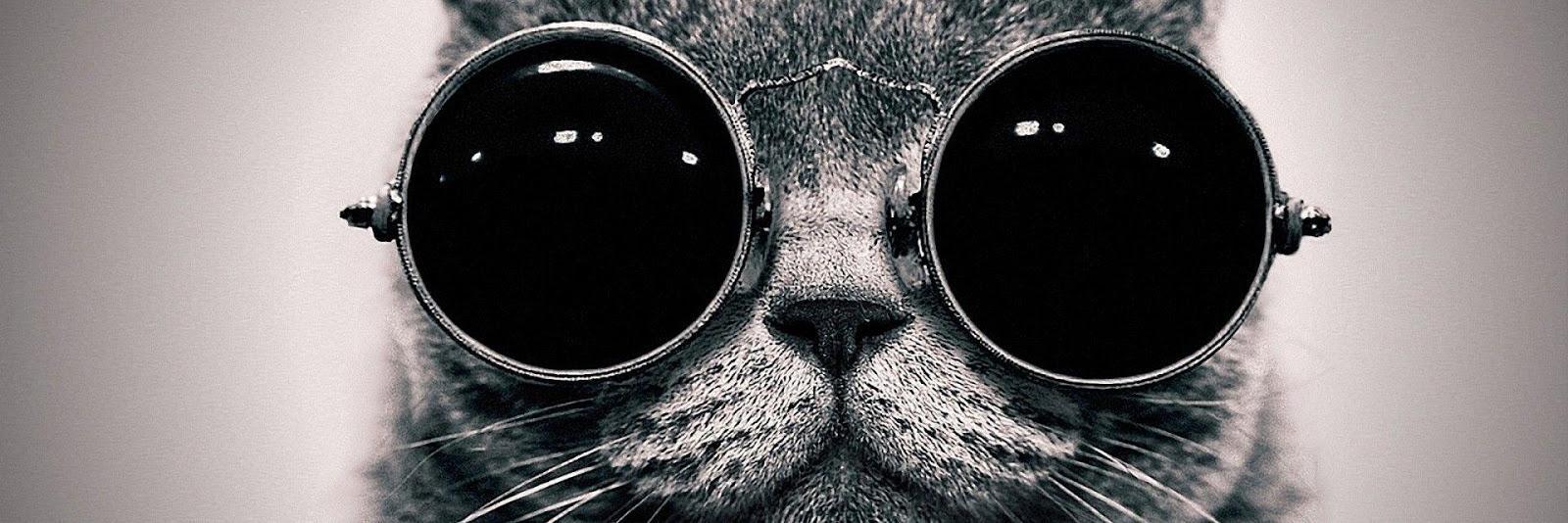 TheBlackCatPre1's profile banner image