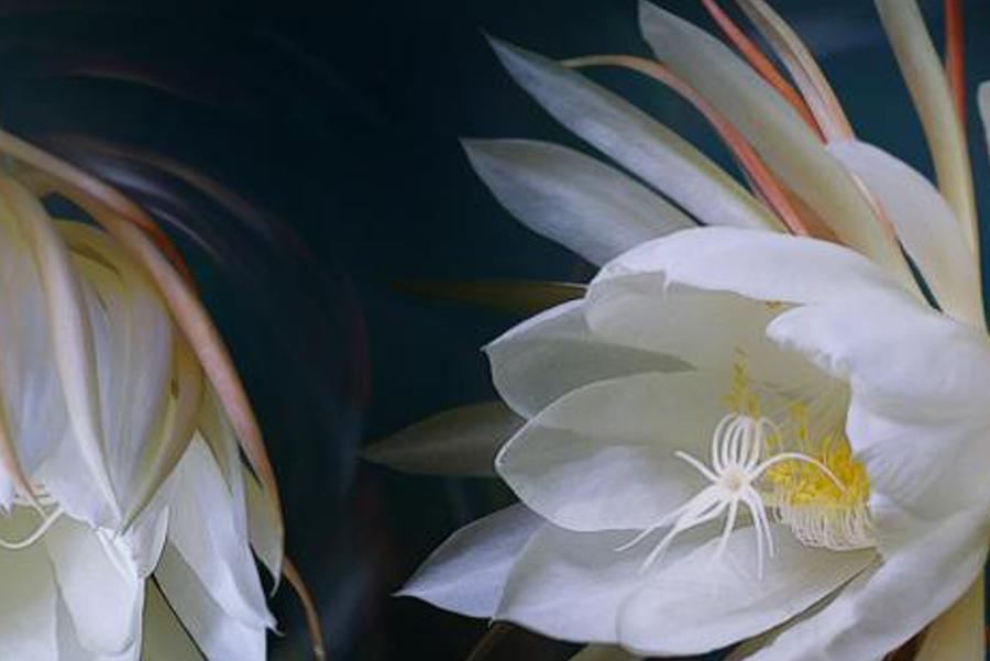 tenolotine's profile banner image