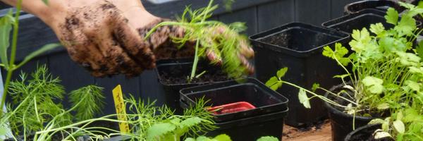 pepins_prod Profile Banner