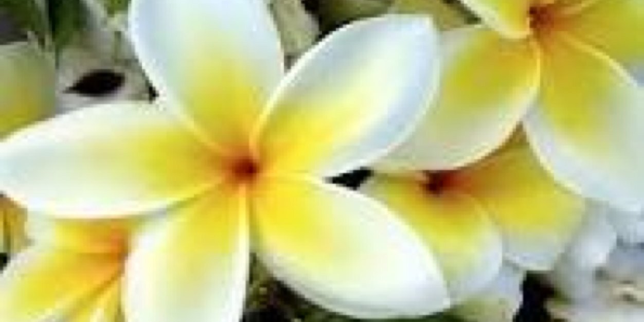 Barbara____Jean's profile banner image