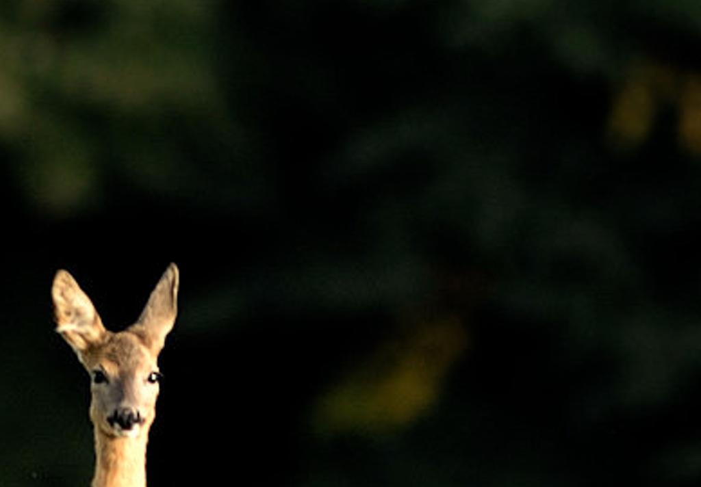 drmenerwd's profile banner image