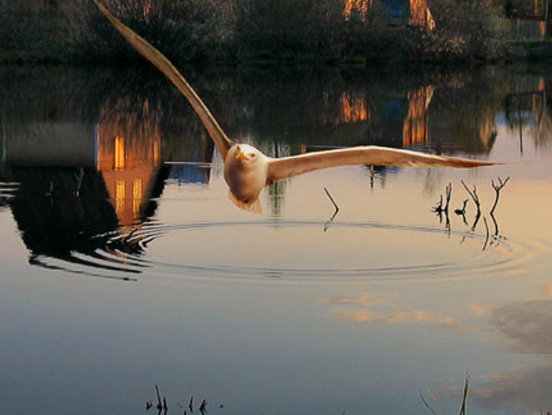 ditustrete's profile banner image