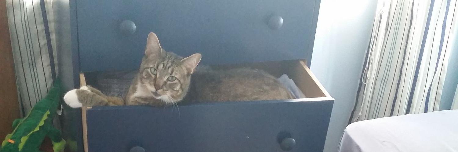 tyree_the_cat's profile banner image
