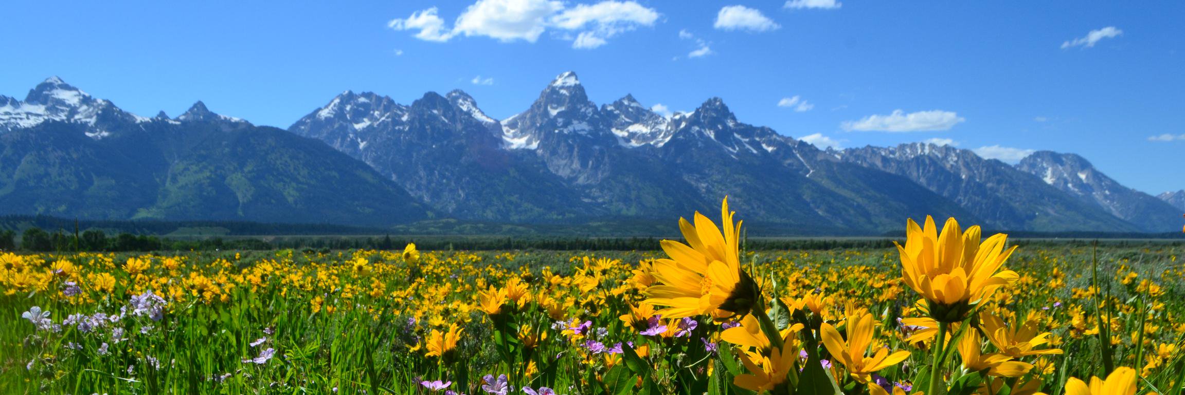 laurentindall's profile banner image