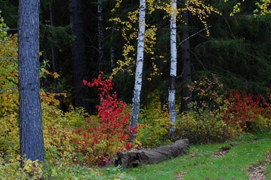 tyceustedal's profile banner image