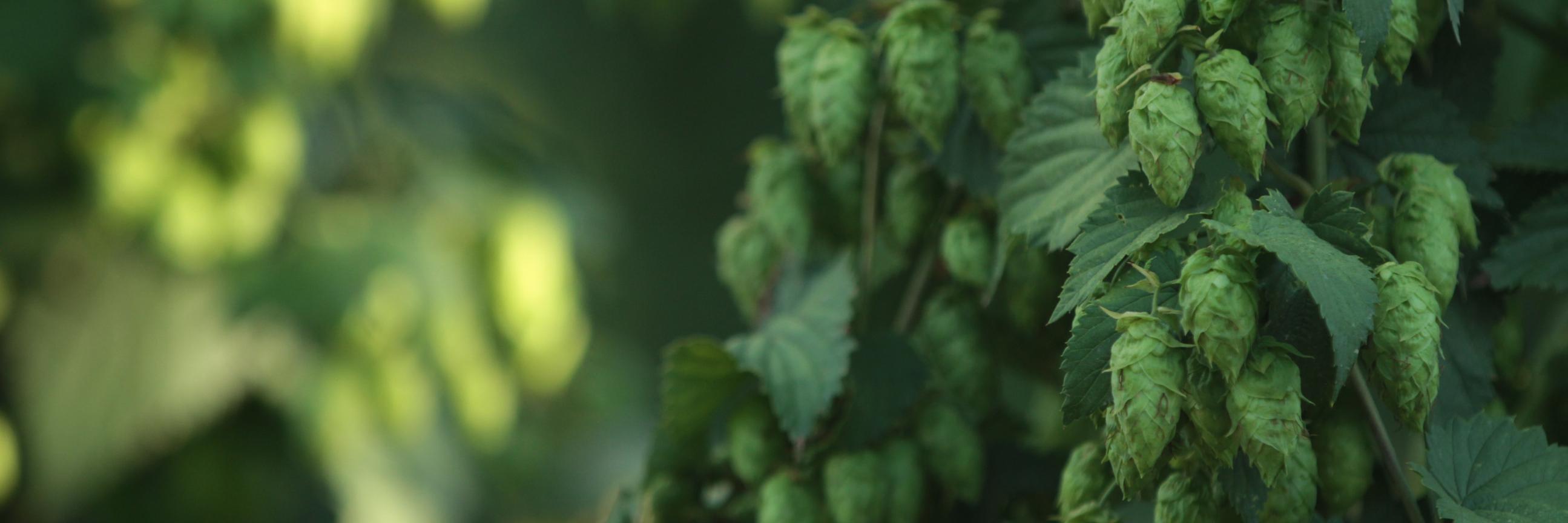 SixpointPDX's profile banner image