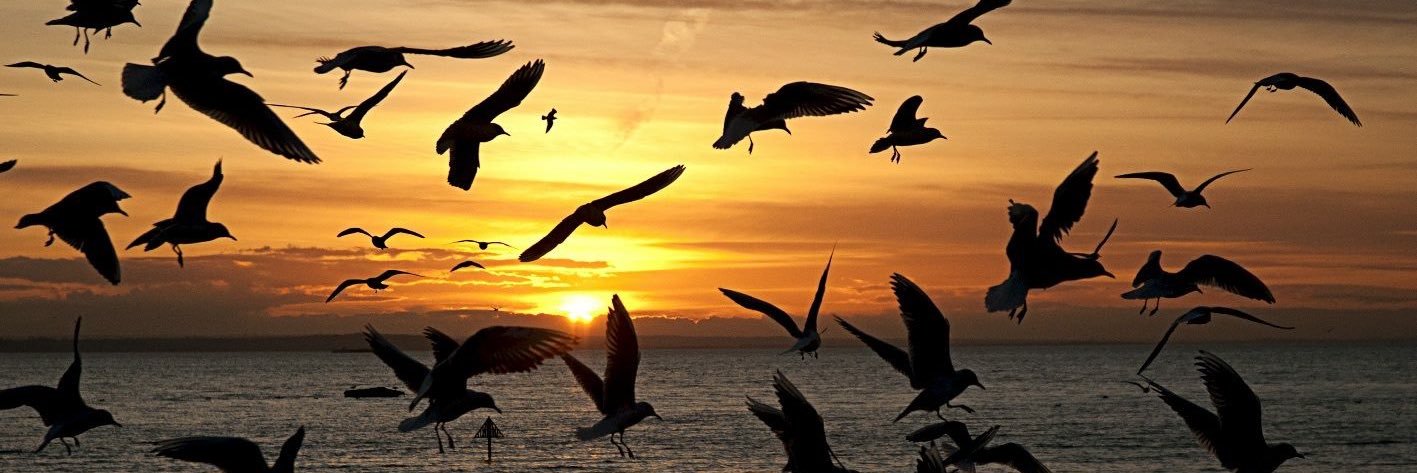 SBeachcare's profile banner image