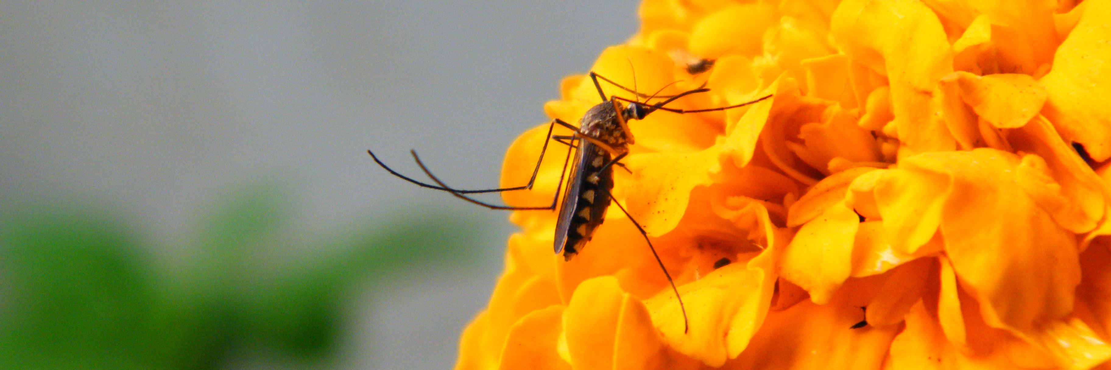 petmosquito's profile banner image