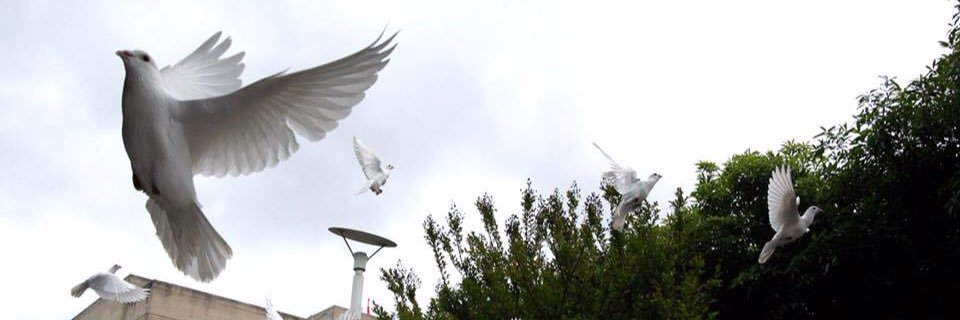 Chelcey Adami banner