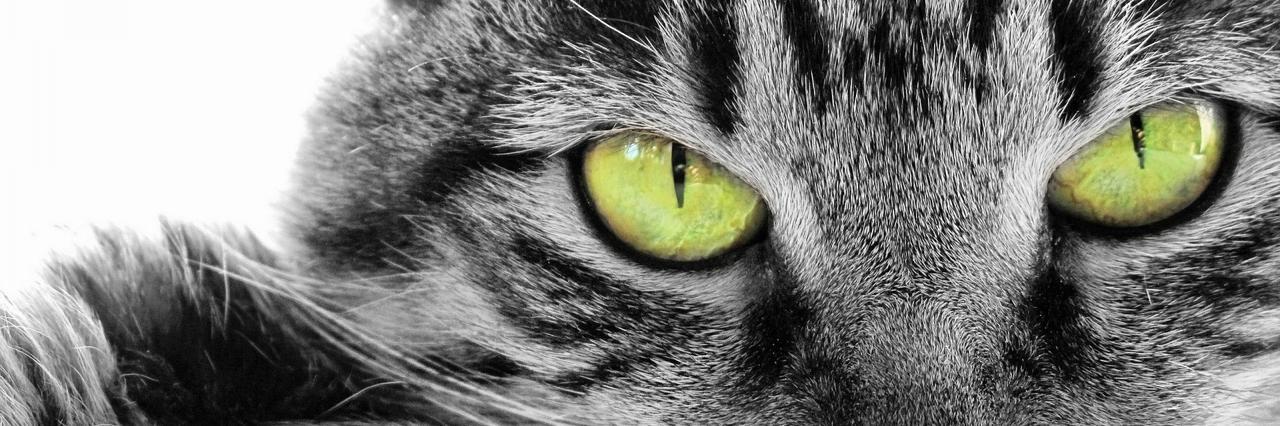 EmilyIlustra's profile banner image