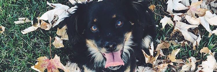 persivnqueen's profile banner image