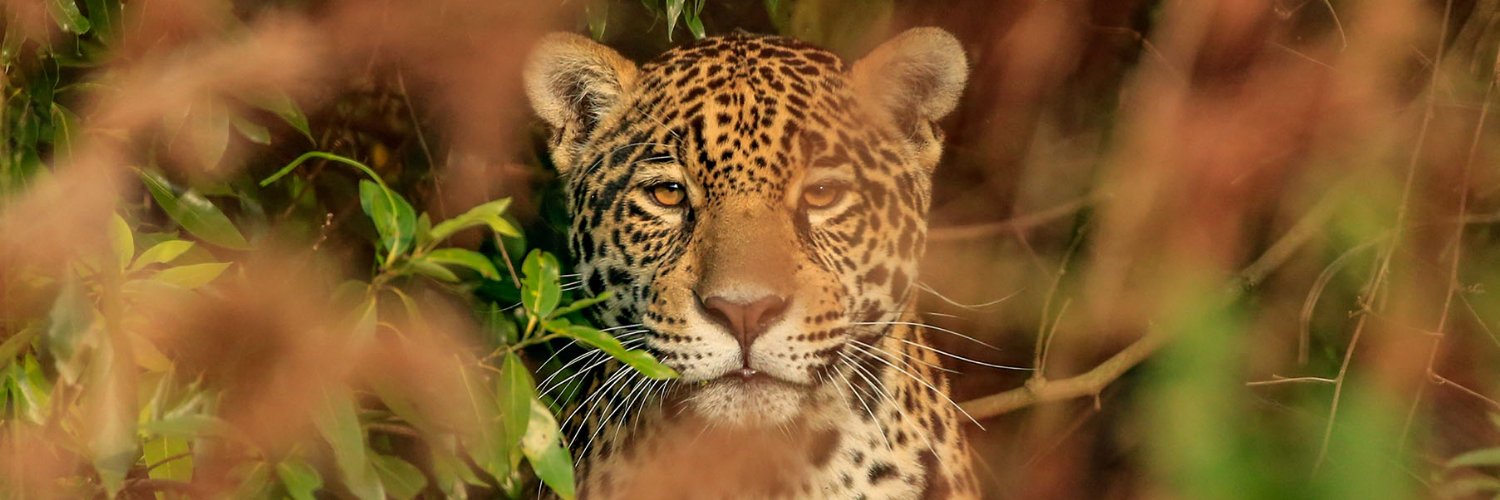 Rewilding Argentina banner