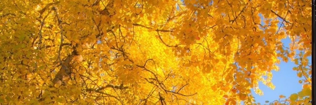 melinatural's profile banner image