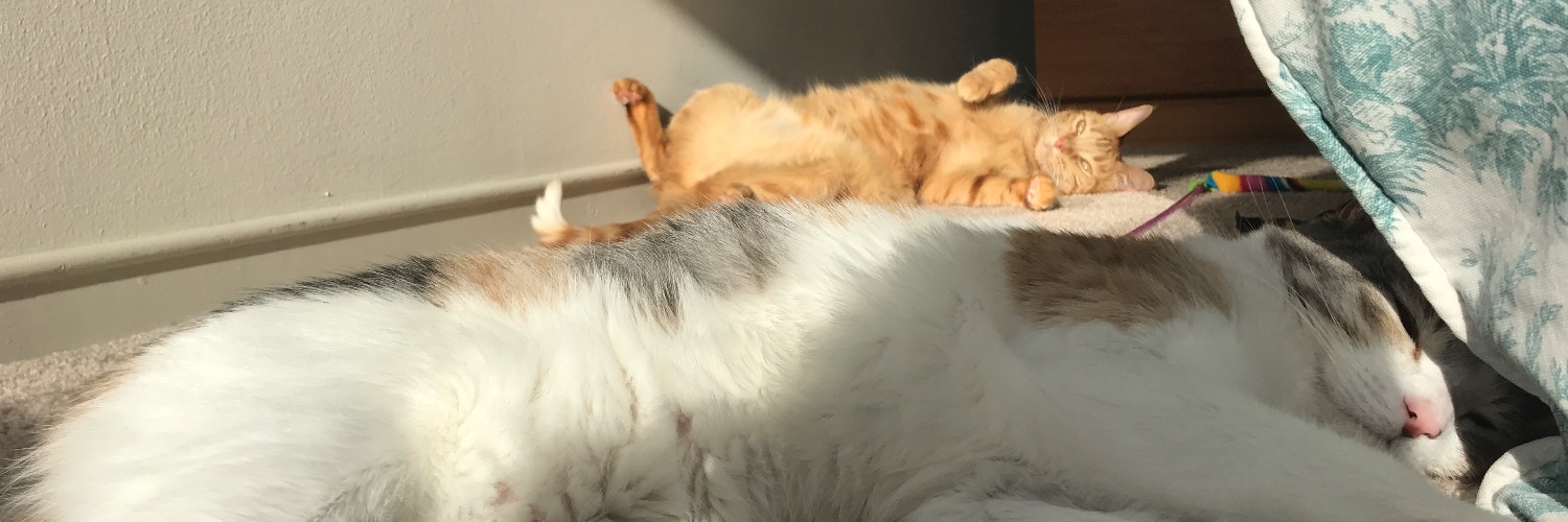 ncooperfrank.bsky.social🌻 banner